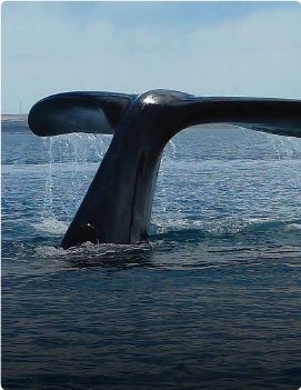 Valdes’ Whales